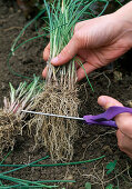 Divide and plant chives 4th step: Cut the root in half for better growth (4/5)