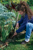 Wintering gladioli Remove loosened gladioli from the soil (2/11)