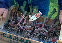 Gladiolen einwintern Gladiolen fertig beschriftet bereit zum Einlagern an kühlen, dunklen, frostfreien Ort (Keller) (10/11)