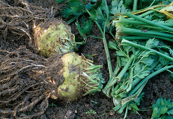 Harvesting Apium graveolens var. rapaceum (celery), tubers prepared for storage (4/4)