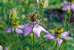 Kräutersamen-Ernte: Nigella damascena (Jungfer im Grünen) Schwarzkümmel (0/6)