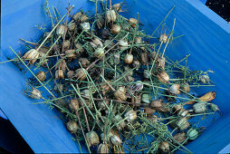 Kräuter-Samen-Ernte: Nigella damascena (Jungfer im Grünen), Samen zum Trocknen luftig aufstellen (2/6)
