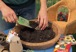 Sowing summer flowers Pouring soil into Jiffy pots (1/5)