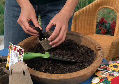 Sowing summer flowers Covering the seeds with soil (3/5)