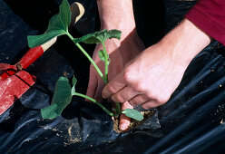 Plant Cucumis (melon) in black film (evaporation protection, weed reduction) (5/6)