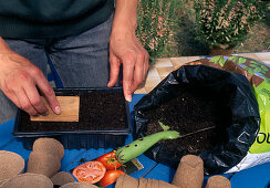 Tomato sowing Lightly press soil over seed with wooden plunger (4/7)