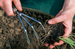 Capsicum annuum (pepper) plants: Loosen root felt