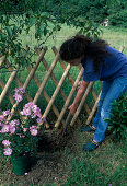 Plant Rosa 'Candy Rose' (repeat flowering shrub rose) Dig planting hole (1/8)