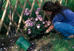 Rosa 'Candy Rose' (repeat flowering shrub rose) Planting height with stick (3/8)