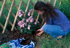 Plant Rosa 'Candy Rose' (repeat flowering shrub rose) Spread bark mulch around plant (7/8)