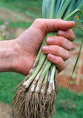 Porree, Lauch (Allium porrum) pflanzen 1. Step