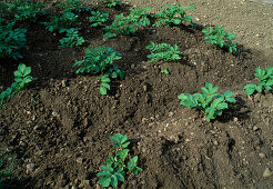 Soil aeration for potato planting After soil loosening (2/2)