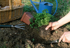 Planting parsley Digging in the plant (2/3)