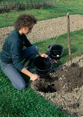 Planting a raspberry bush Soil improvement with strawberry mixture (2/8)