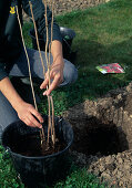 Planting a raspberry bush Watering the roots (4/8)