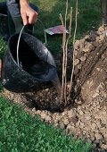 Planting a raspberry bush Soaking the soil with plenty of water so that the spaces between the roots are filled with soil (6/8)
