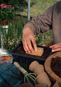 Sowing Coreopsis (girl's eye) as an annual, lightly press the soil over the seeds with a wooden plunger (4/6)