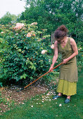 Rosa (rose) soil care (1/2) - loosen soil around rose with cultivator