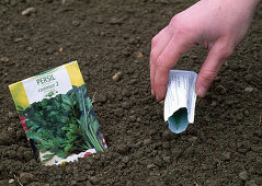 Sowing Petroselinum (parsley from the bag