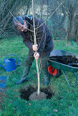 Plant tree: Ginkgo biloba (fan tree) (1/5) Dig a planting hole twice the size of the root ball.