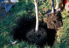 Baum pflanzen: Ginkgo biloba / Fächerbaum 4/5 Pflanzloch mit der Erdmischung füllen, antreten