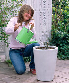Plant painter rose in white buckets