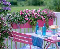 Impatiens wall. Heartbeat 'Hot Pink' (Fleissige Lieschen)