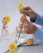 Daffodils pierced through an egg