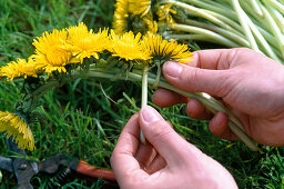 Dandelion wreath