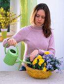 Planting a yellow basket (3/4)