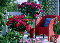 Hydrangea 'Amsterdam', 'Côte d'Azur' (Hortensien)