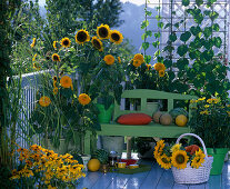 Helianthus 'Prado Gold', 'Teddy Bear', 'Ring of Fire' (Sunflower)