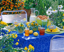 Breakfast table: Helianthus annuus (mini sunflower)