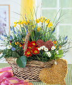 Basket with Muscari, Narcissus, Primula, Bellis, Viola
