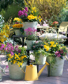 Spring flirt: Erysimum 'Bowles Mauve', 'Winterjoy', 'Devon Sunset', 'Dwarf'