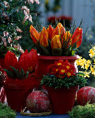Tulipa 'Red Paradise' und 'Flair', Salix caprea 'Pendula', Primula (Kissenprimel)