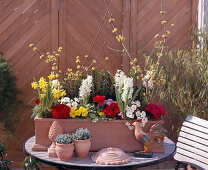 Cornus mas 'Golden Glory', Narcissus, Hyacinthus