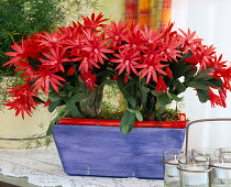 Rhipsalidopsis gaertneri (Easter cactus)