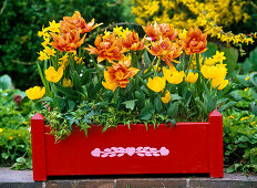 Tulipa (gefüllte, orange und gelbe Tulpen)