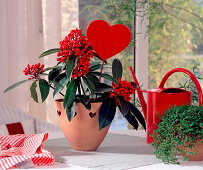 Skimmia with red heart