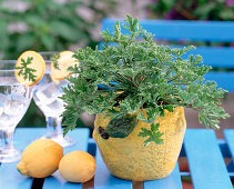 Pelargonium citronella 'Moskito Schocker' (lemon geranium)