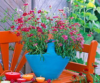 Blaue Schale mit Dianthus Dynasty 'Rose Lace' (Nelken)