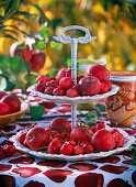 Metal tray with Malus (apples, ornamental apples)