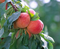 Prunus 'Amber' var. 'Pixzee' (dwarf peach)