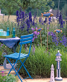 Delphinium belladonna (Delphinium)