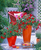 Pink 'Medley Red' (Groundcover Rose)