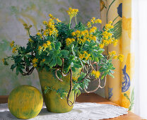 Aeonium arboreum in gelbem Topf, gelbe Kugel
