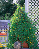 Canary cress on willow trellis: 2/2