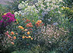 Flowerbed of perennials and rose, pink 'Tequila' (bed rose), Gaura