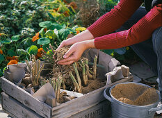 Hibernate dahlias